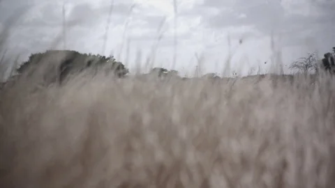 Motion forward through wavy grass Stock Footage 74021410