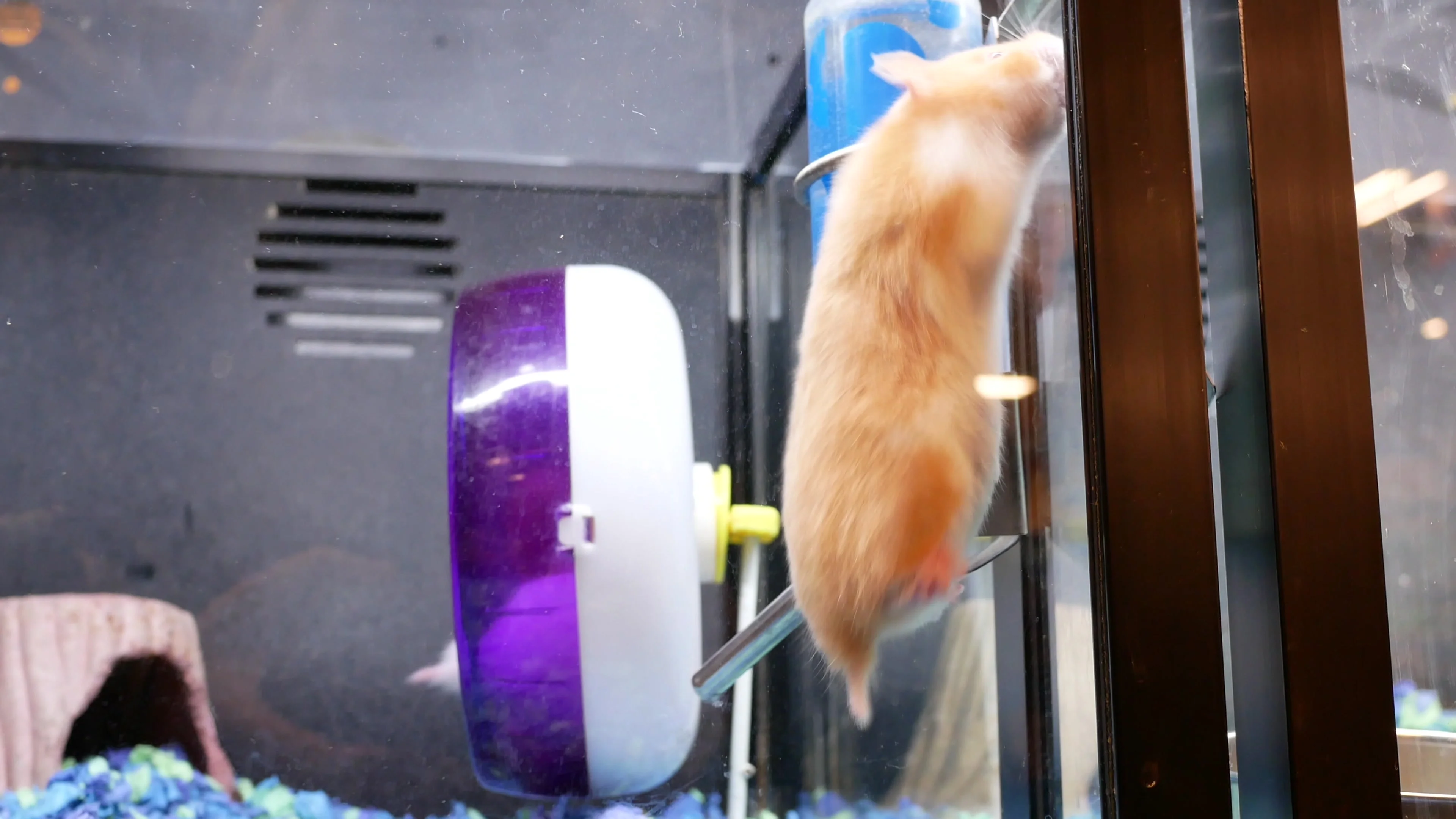 Motion of funny guinea pigs in cage inside petsmart store with 4k