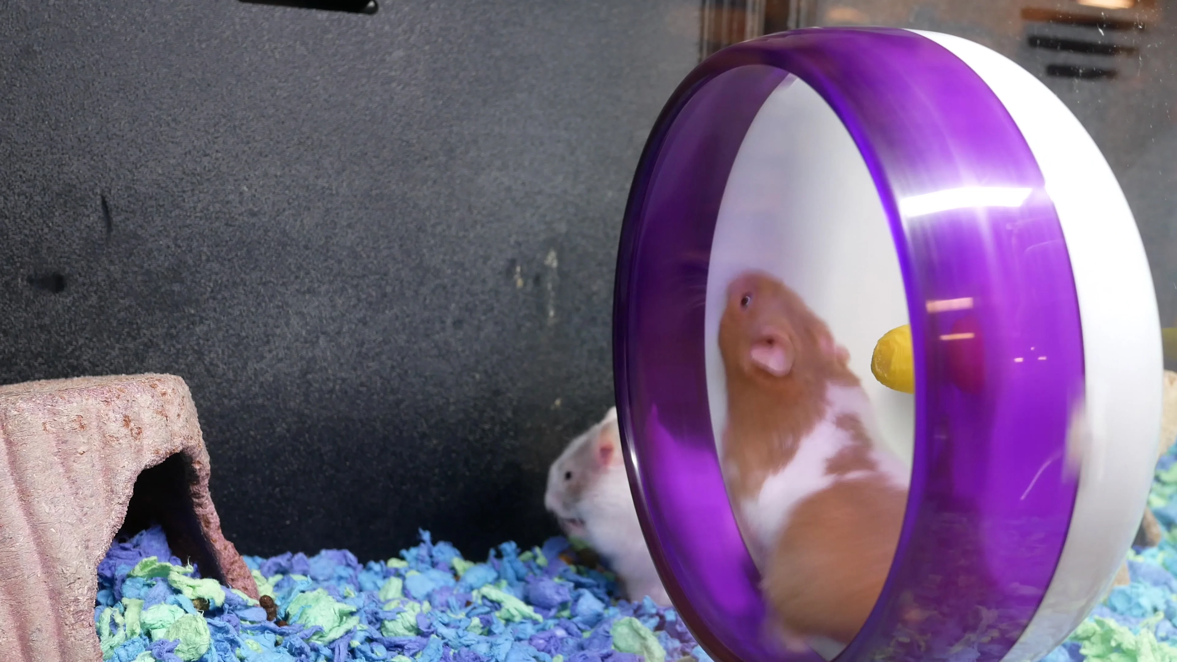 hamster ball petsmart