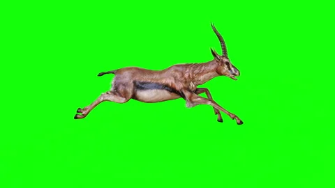 Motion of A Graceful Gazelle isolate on green background. Stock Footage 296424014