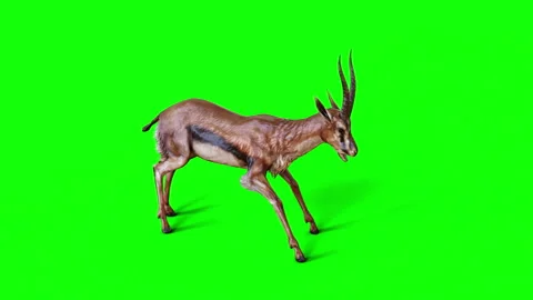 Motion of A Graceful Gazelle isolate on green background. Stock Footage 296424289