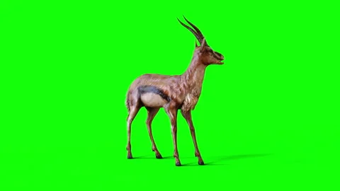 Motion of A Graceful Gazelle isolate on green background. Stock Footage 296424545