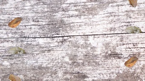 Motion graphic design with realistic autumn leaves and wood texture elements 库存影片 284102663
