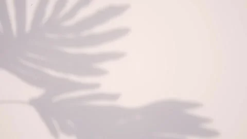 Motion Graphics Abstract Tropical Leaf Shiny Gray Gradient Background Stock Footage 245710177