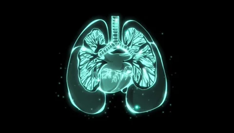 Motion graphics animation of human anatomical lungs Stock Footage 333438421