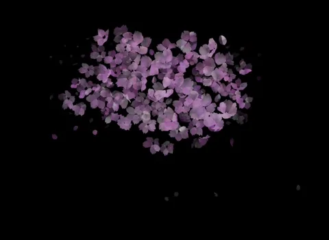 Motion graphics animation of Sakura cherry blossoms Stock Footage 334112058