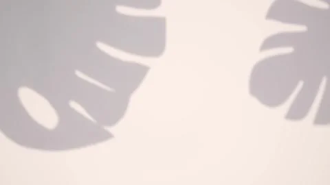 Motion graphics Shadow overlay effect of leaves in white wall Stock Footage 245710181