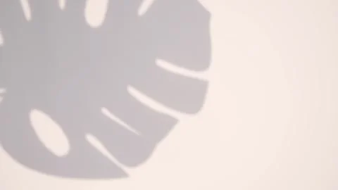 Motion graphics Tropical sun shadows on the wall Stock Footage 245710194