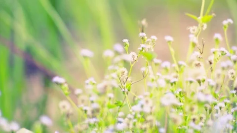 Motion of grass flower with blurred background Stock Footage 77168314