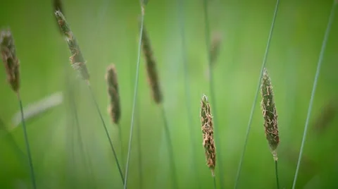 Motion grass Stock Footage 25054483