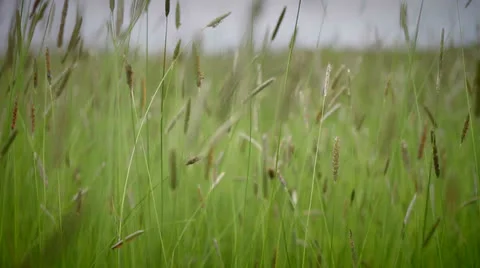Motion grass Stock Footage 25054960