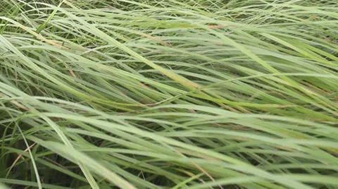 Motion on the grass Stock Footage 29428598