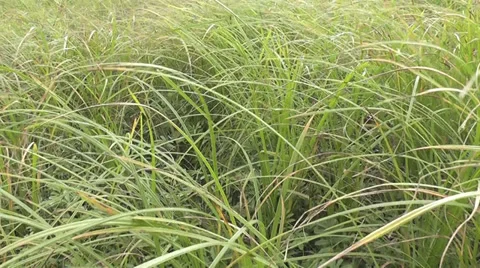 Motion on the grass Stock Footage 29470573