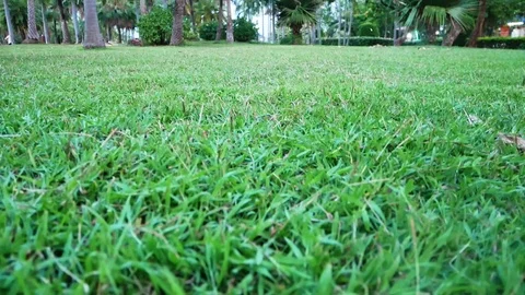 Motion grass Stock Footage 108192318