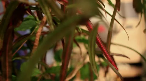 Motion in green bushes Stock Footage 22123388