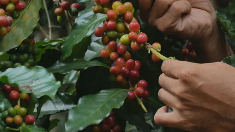 The motion of hand farmer picking red coffee bean Stock Footage 144936949