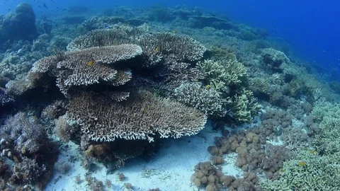 Motion Hard Coral Reef Video stock 91419149