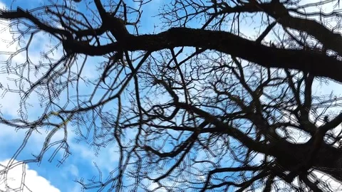 Motion-lapse Of Clouds Behind Tree Silhouette Stock Footage 127023936