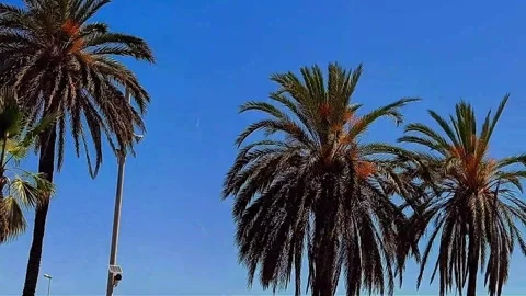 Motion Lapse of Palm Trees Swaying in the Wind Under Blue Sky Stock Footage 337326360