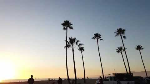 Motion lapse palmteres. HD Stock Footage 165942824