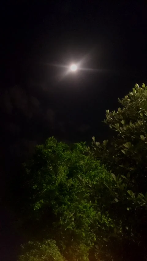 Motion of Leaves at Night Stock Footage 284736259