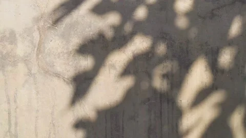 The motion of leaves sunlight natural shadow overlay on wall cement Stock Footage 160795871