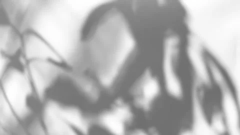 The motion of leaves sunlight natural shadow overlay on white texture background Stock Footage 241773733
