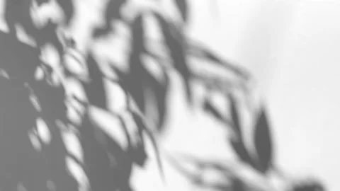 The motion of leaves sunlight natural shadow overlay on white texture background Stock Footage 241773803