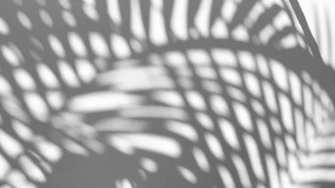 The motion of leaves sunlight natural shadow overlay on white texture background Stock Footage 241774028