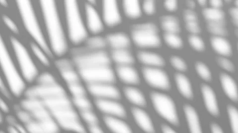 The motion of leaves sunlight natural shadow overlay on white texture background Stock Footage 241774338