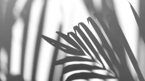 The motion of leaves sunlight natural shadow overlay on white texture background Stock Footage 241774384