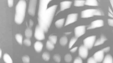 The motion of leaves sunlight natural shadow overlay on white texture background Stock Footage 241774472