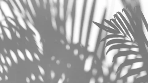 The motion of leaves sunlight natural shadow overlay on white texture background Stock Footage 241774508