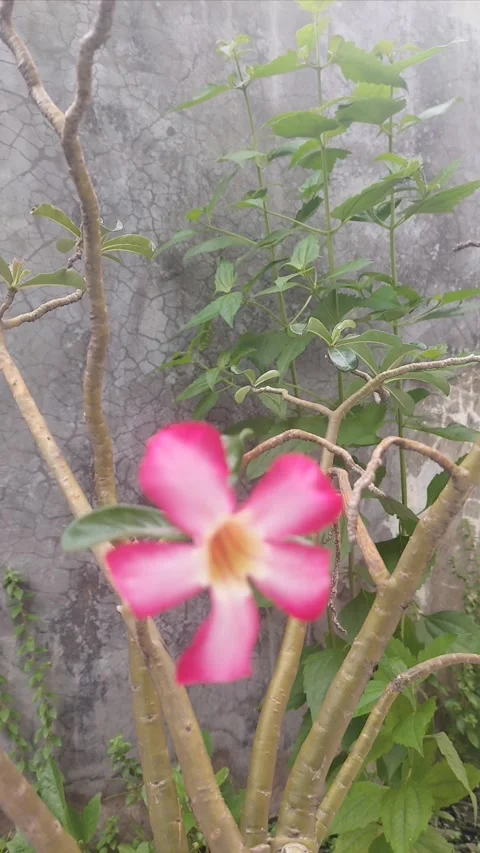 Motion of Leaves, Vertical Видео 304146517