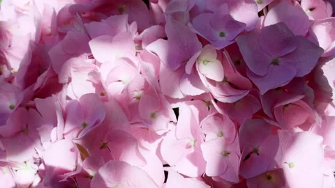 Motion of leaves in wind on the against the background of pink blooming Stock Footage 157885869