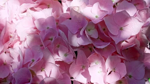 Motion of leaves in wind on the against the background of pink blooming Video stock 158404084