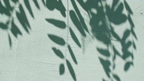Motion of leaves in wind on the wall background. Transparent blurry shadow of Stock Footage 158553767