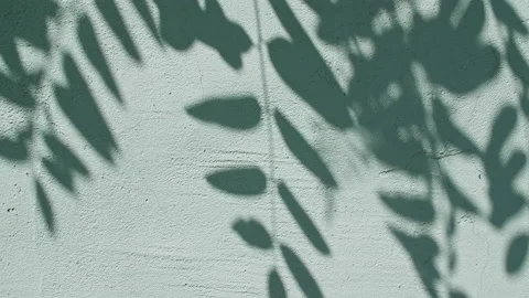 Motion of leaves in wind on the wall background. Transparent blurry shadow of 스톡 동영상 163450373