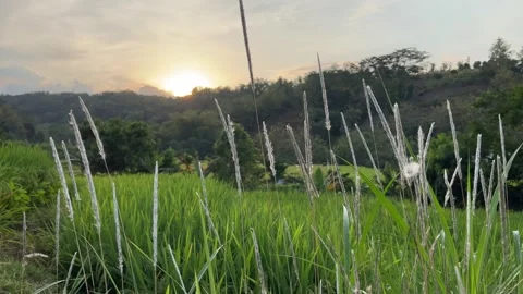 Motion of Long Grass During Golden Hour Stock Footage 305144798