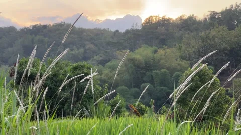 Motion of Long Grass During Golden Hour 스톡 동영상 305145283
