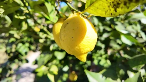 Motion Macro Tracking Shot Of Squeezing Juice From Fresh Lemon 動画素材 330122676
