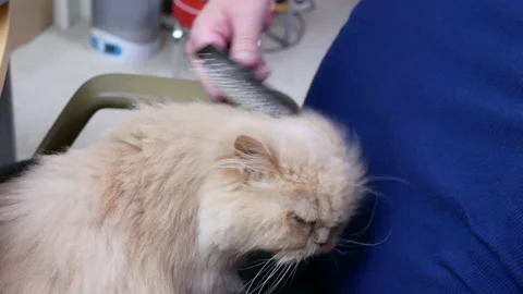 Motion of man combing cat fur on chair with 4k resolution Stock Footage 109511067