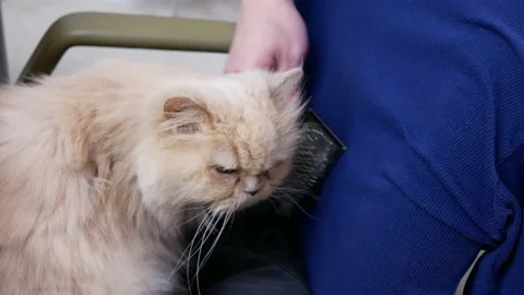 Motion of man combing cat fur on chair with 4k resolution 스톡 동영상 109517843