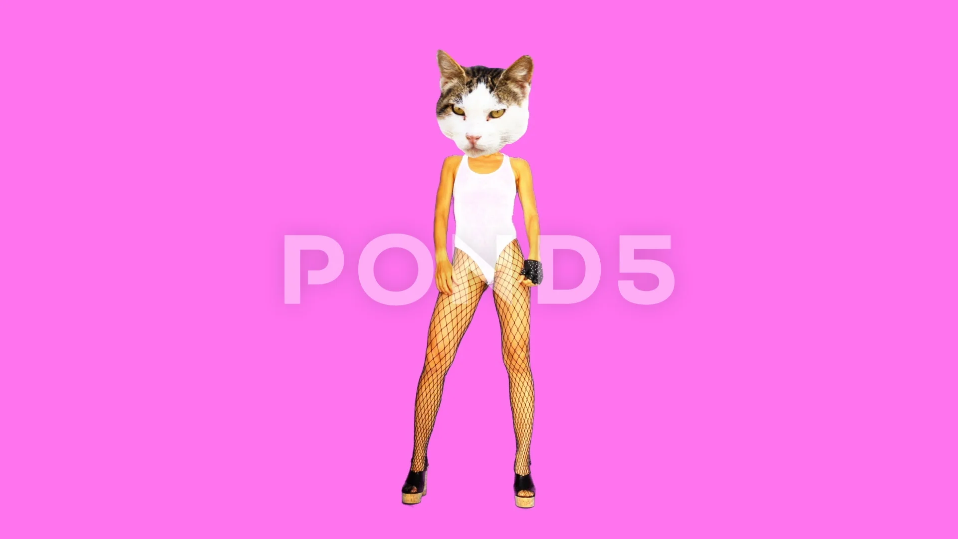 Motion minimal gif design. Sexy kitty li... | Stock Video | Pond5