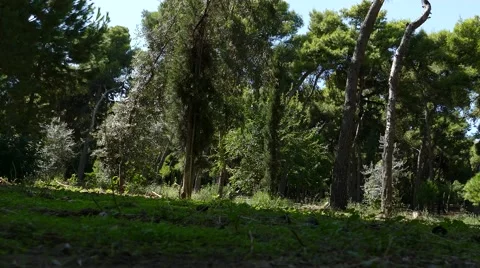 Motion nature forest in 4k Stock Footage 41686373