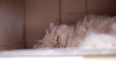 Motion od sleeping persian cat inside box with 4k resolution Stock Footage 71944312