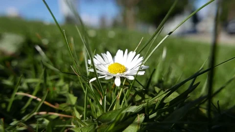Motion of one wild chamomile flower on a field with 4k resolution Video stock 74215165