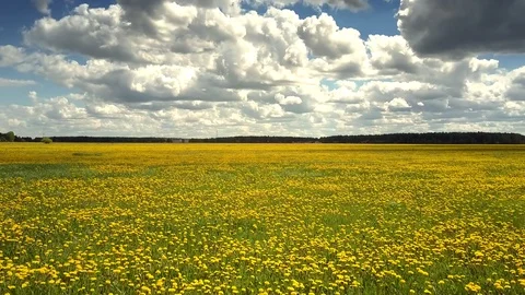 Motion over vast meadow with blooming blowballs on sunny day Stock Footage 99861967