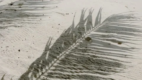 Motion of palm leaf shadow with wind on white sand beach background. Stock Footage 164242435