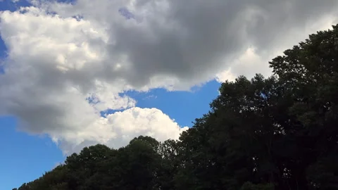Motion past green trees with blue sky above Stock Footage 315455761